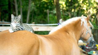 Cat sitting on horse’s back