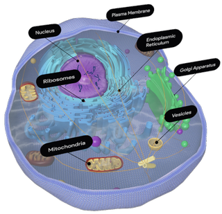 Animal Cell Google Search