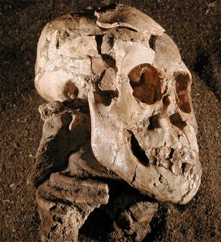 fossil remains of Selam, a 3-year-old human ancestor.