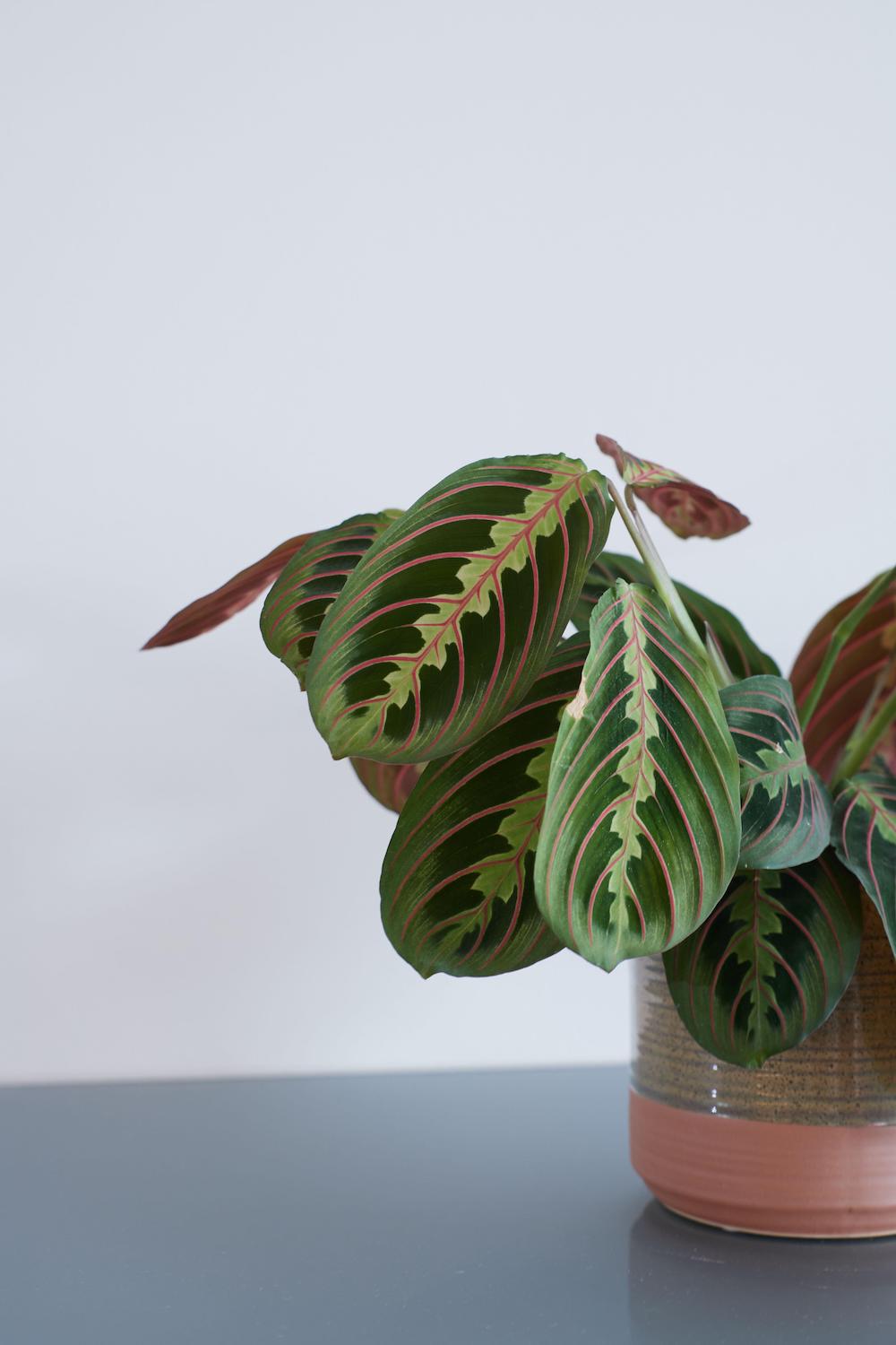 5 simple expert tips for how to care for prayer plants | Livingetc