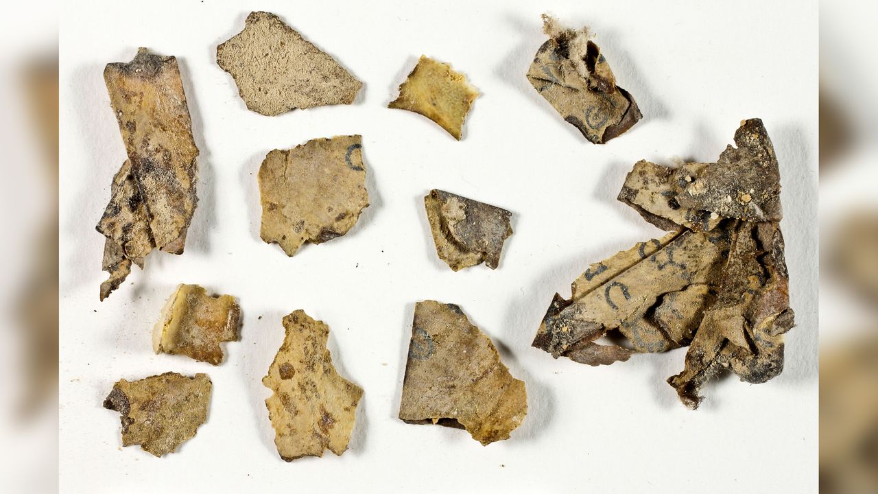 Sections of the Book of the Twelve Minor Prophets scroll discovered in the Judean Desert expedition prior to their conservation.