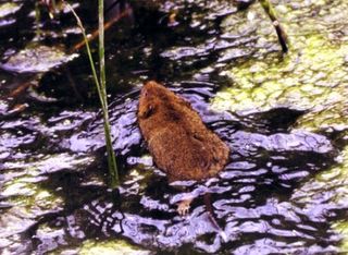 water vole in water