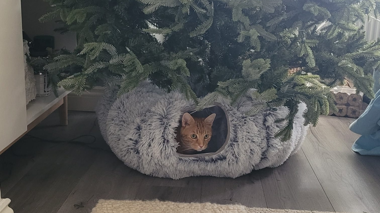 cat inside dougnut tunnel surrounding christmas tree