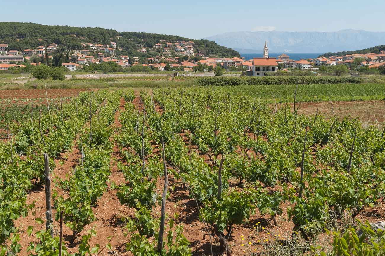 web_D2H854_Croatia-Hvar-Island-vineyards_Credit-John-Elk-III-Alamy-Stock-Photo.jpg