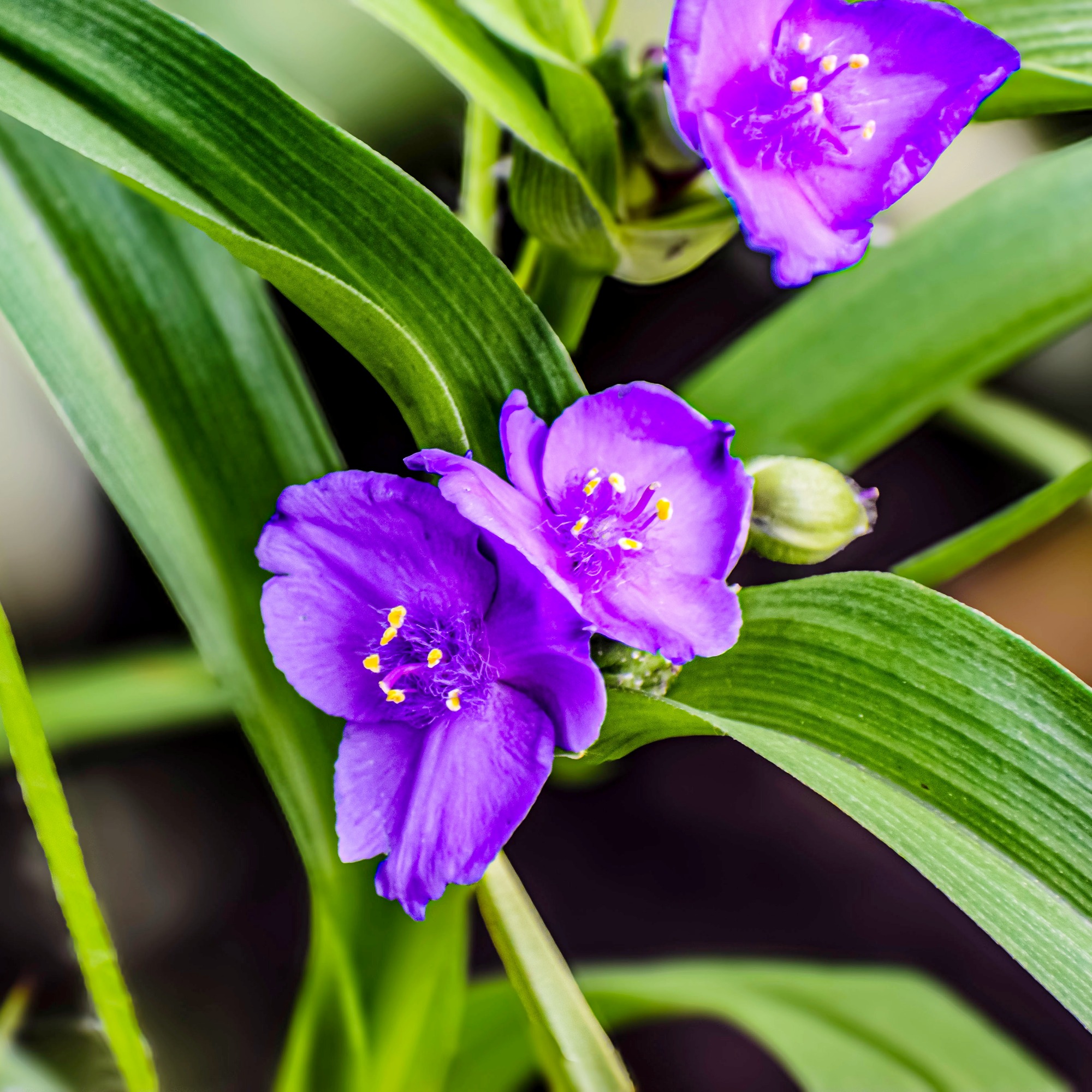 Bright purple flowers on spiderwort