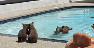 Momma bear tries toi encourage bear cubs into a swimming pool in Californian back yard