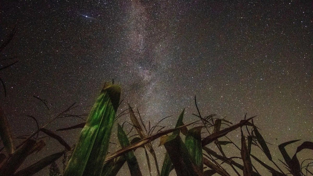 a starry night sky seen behind ears of corn