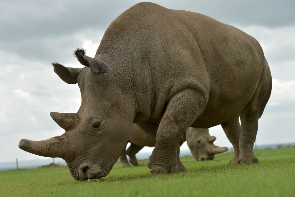 Northern white rhino.