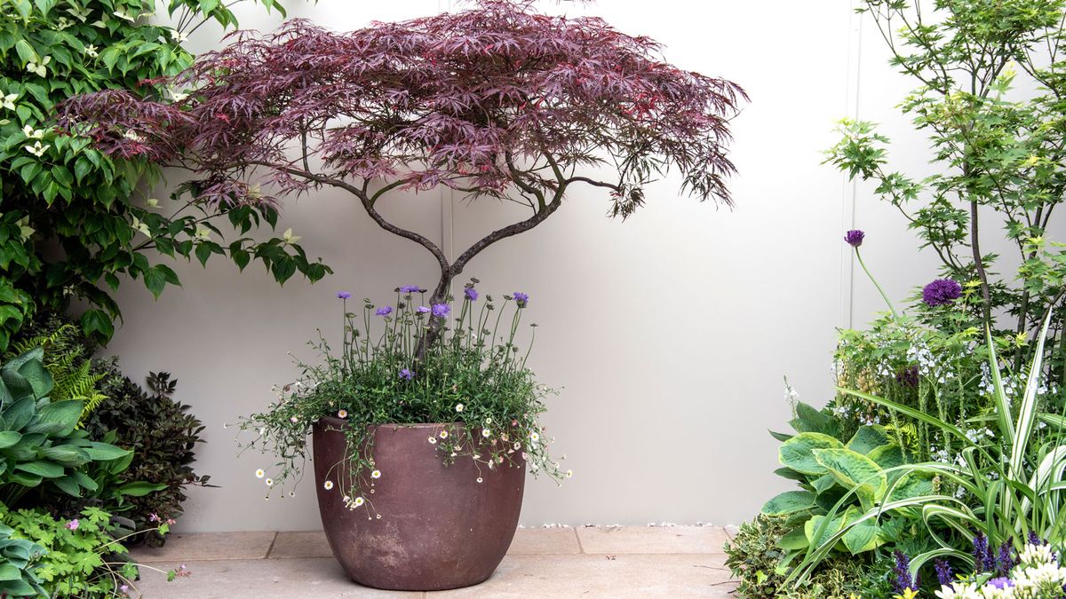 Container Gardening Tricks Designers Use to Make Small Patios Feel  Expensive | Homes and Gardens