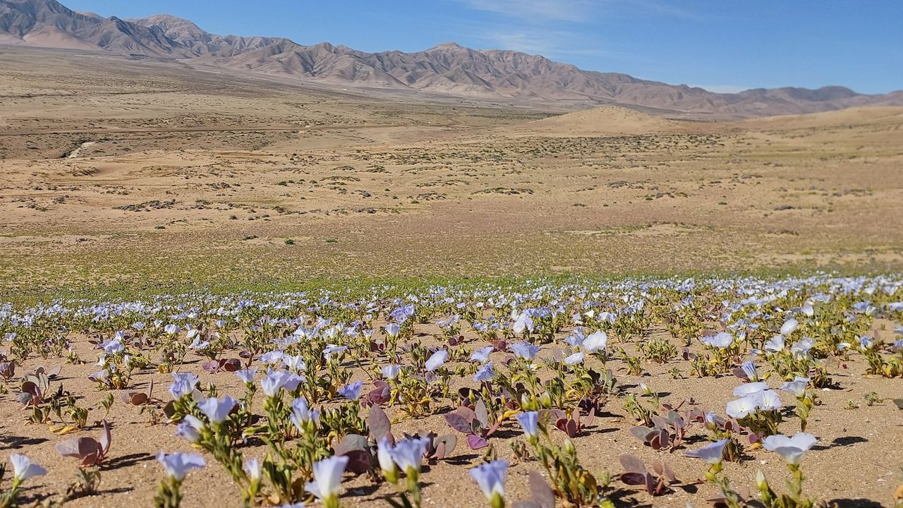 A field of purple flowers in the desert