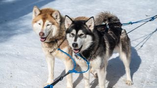 Two Siberian huskies next to each other