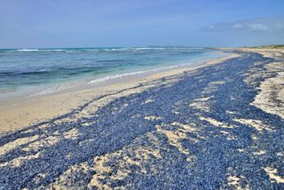 Millions of Velella jellies wash up on a beach in Sardinia, Italy in 2015.