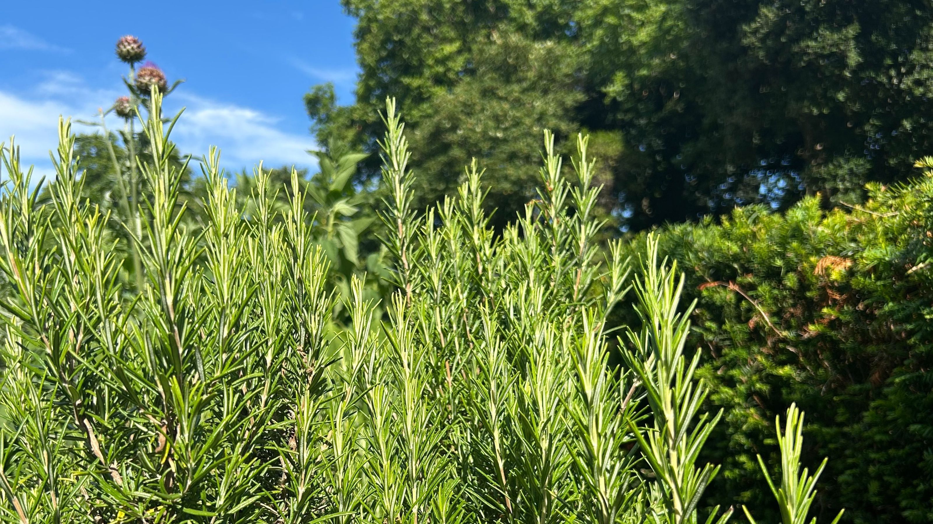 Large rosemary plant growing in garden