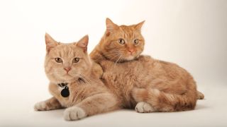 Two Ginger cats relaxing