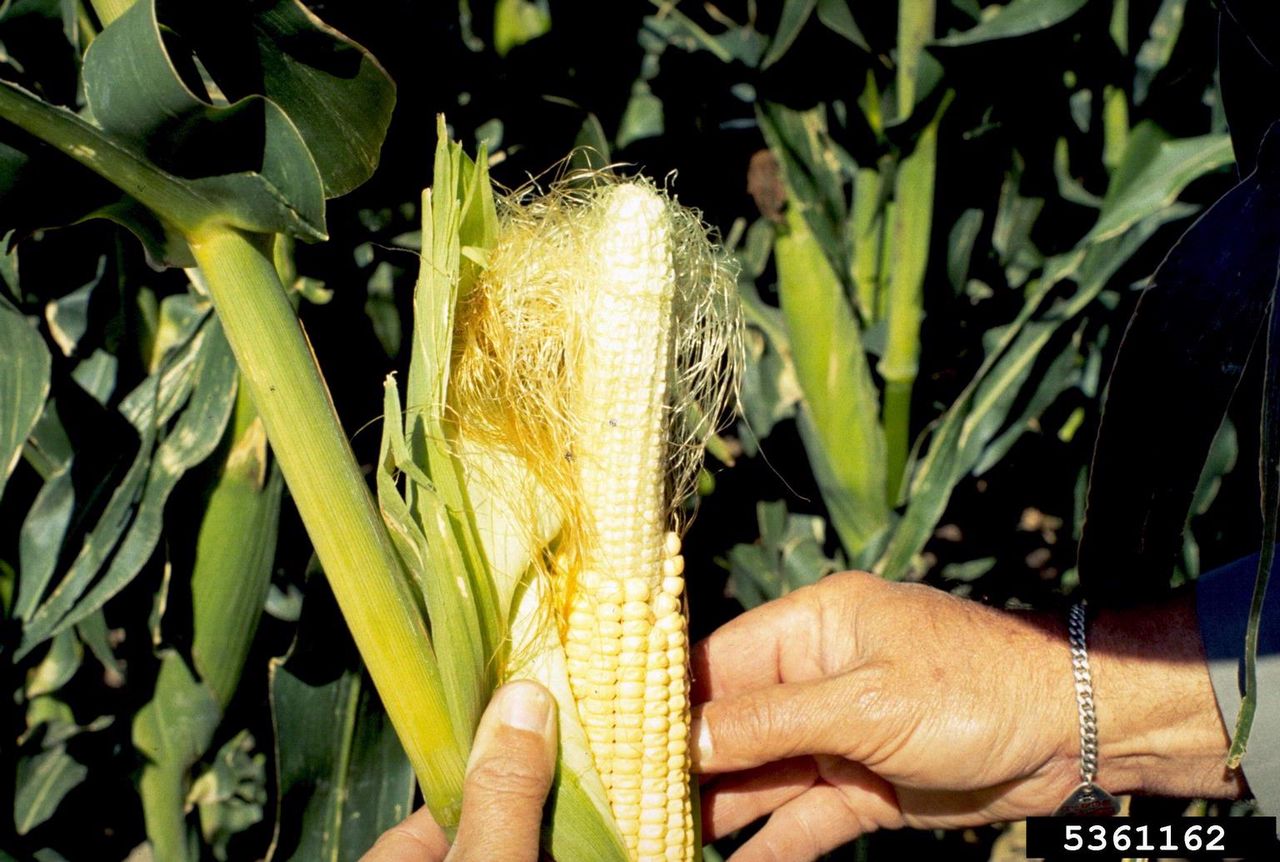 Hands Peeling Back Corn Husk