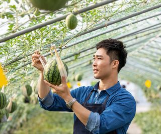 Man admires small watermelon growing from overhead trellis