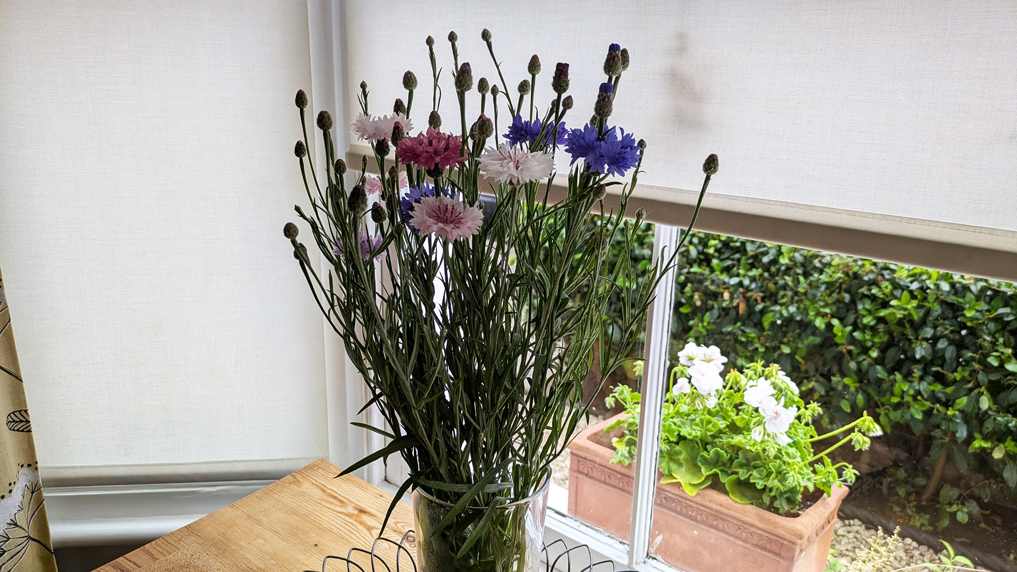 Cornflowers in a vase