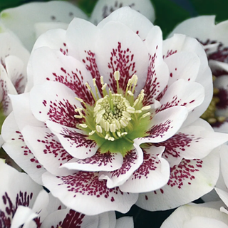 Hellebore