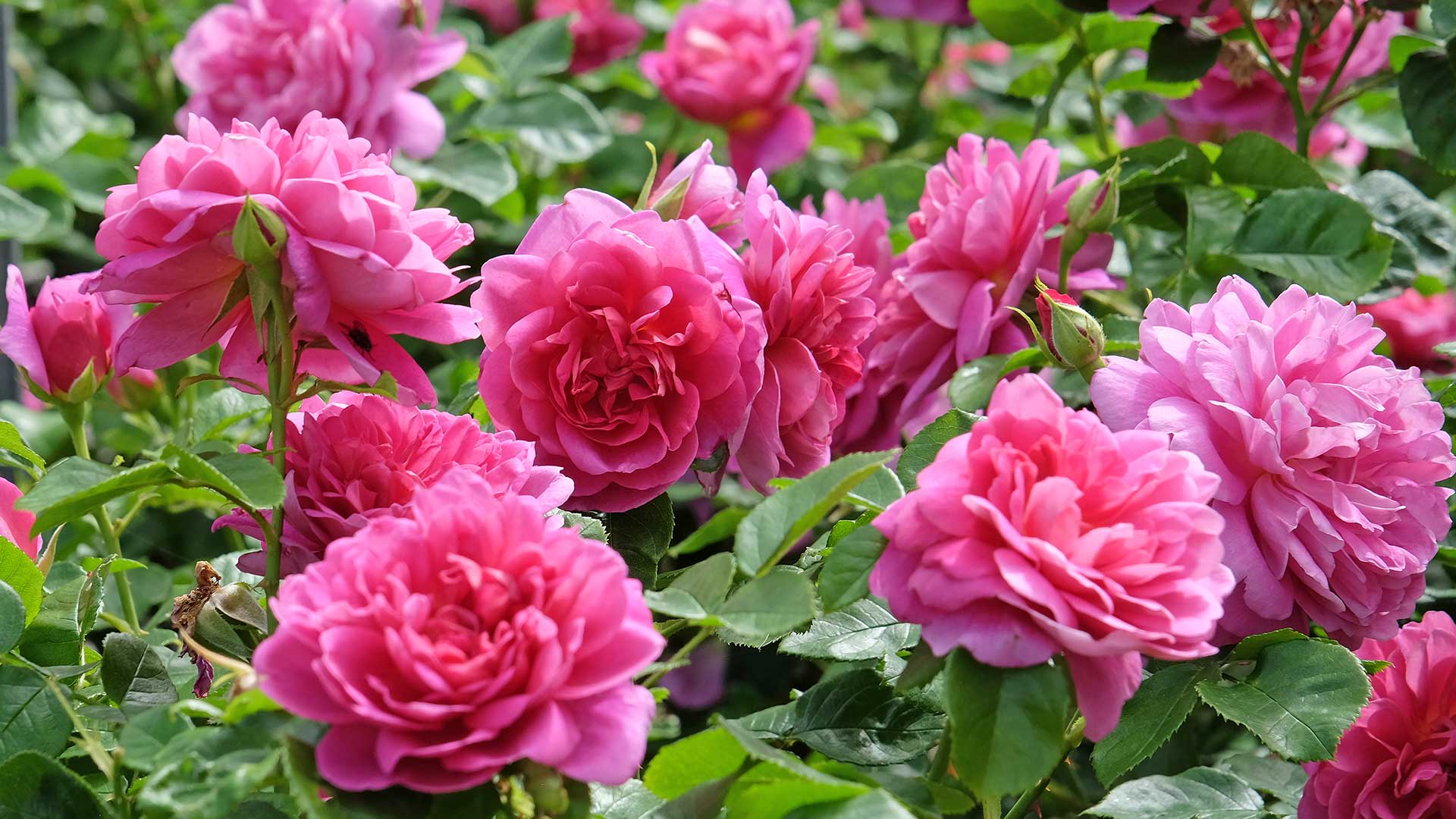 pink roses