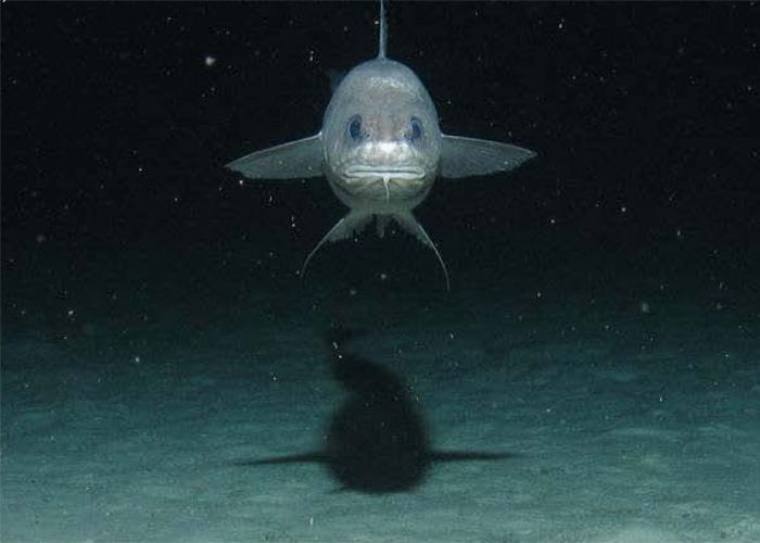 Deep-sea fish