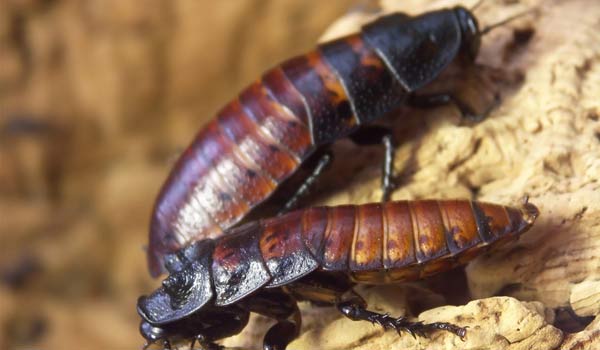 Could Cockroaches Really Survive A Nuclear Winter? | Live Science