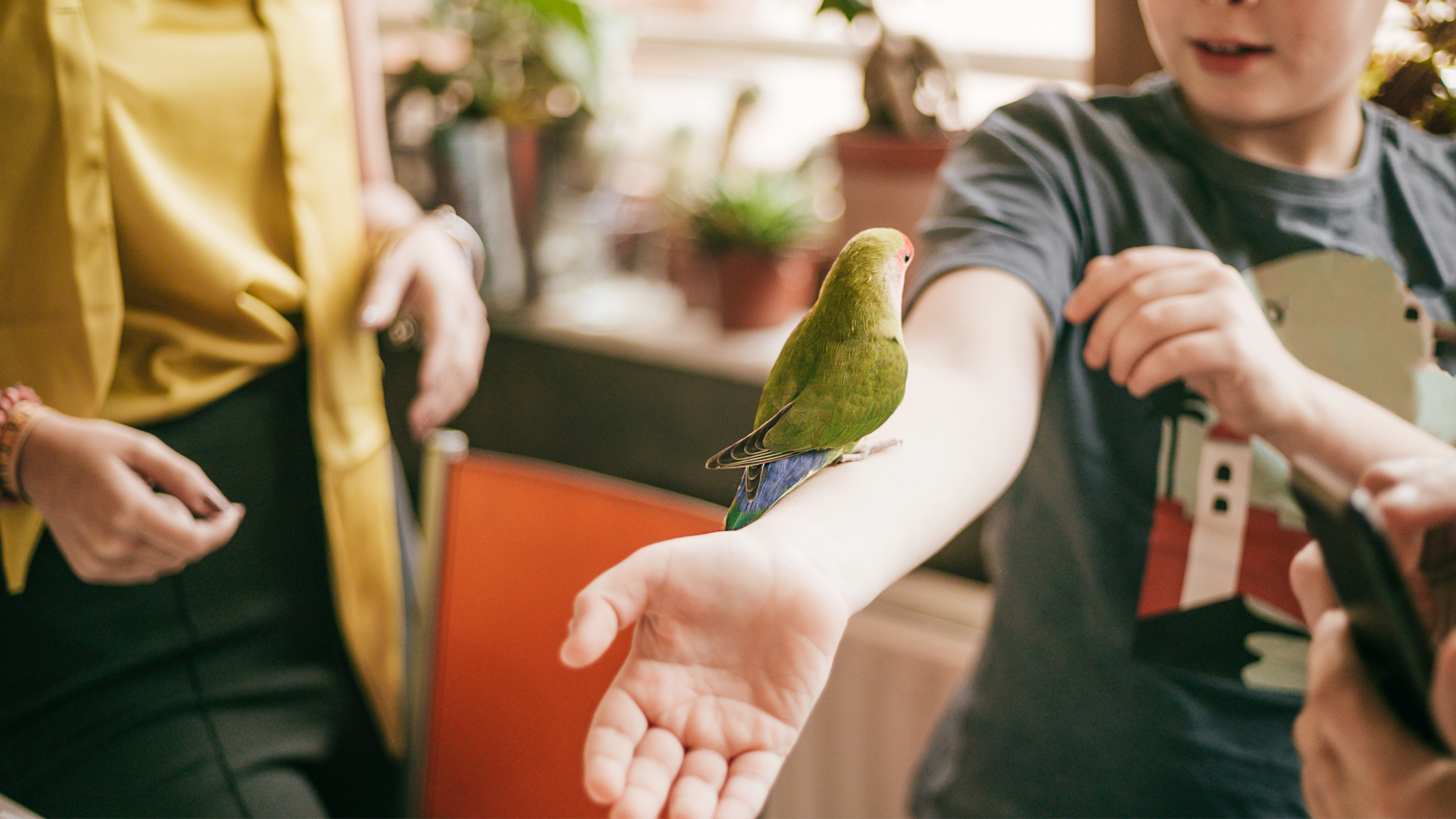 Bird sitting on boys arm