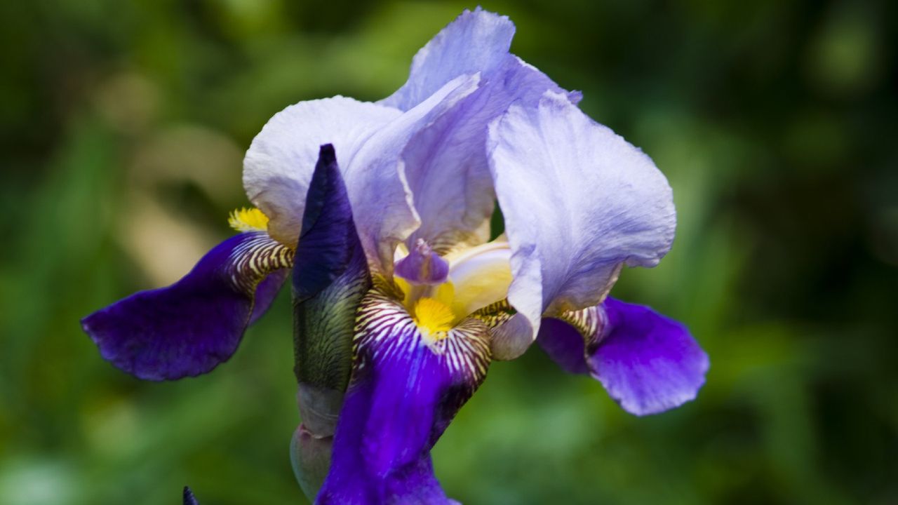 bearded iris