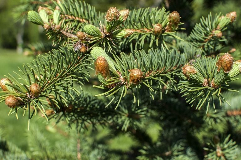 Concolor Fir Tree Information - Learn About Concolor White Fir Trees ...