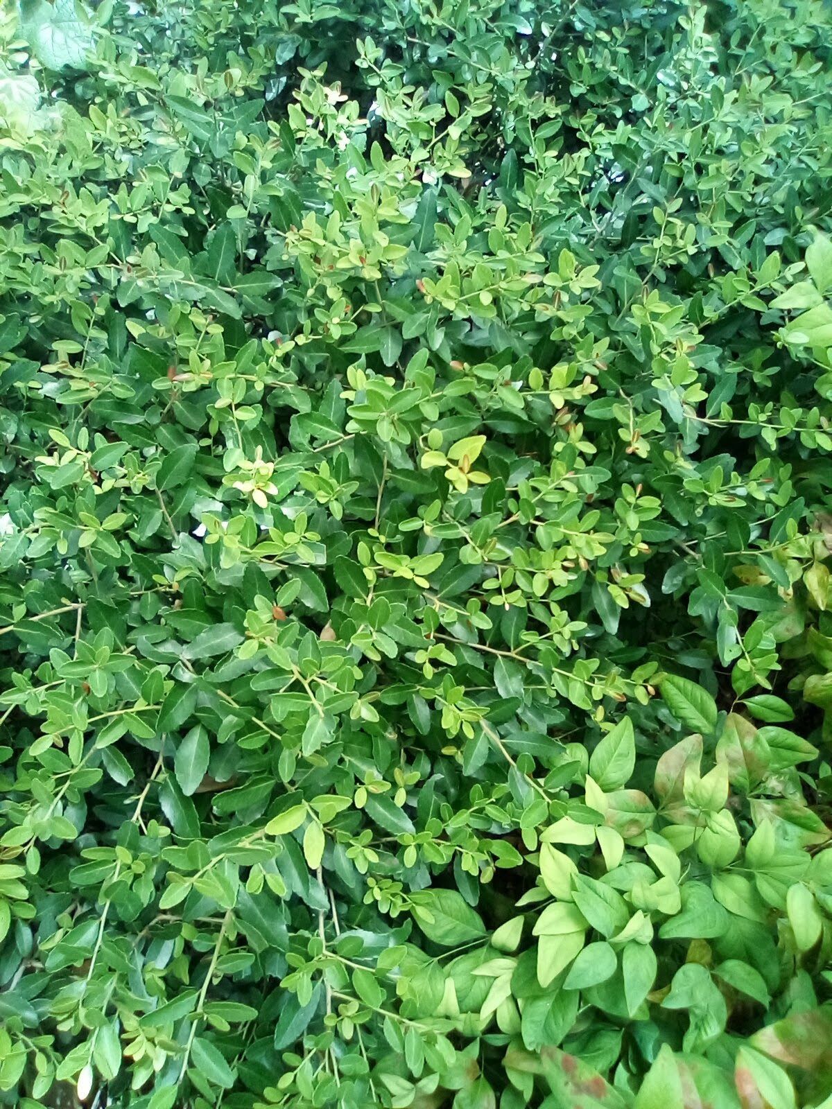 Amazon Fire Hd 8 Plus Camera Sample 1