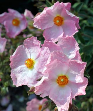 The cupped pale pink flowers of Cistus Silver Pink