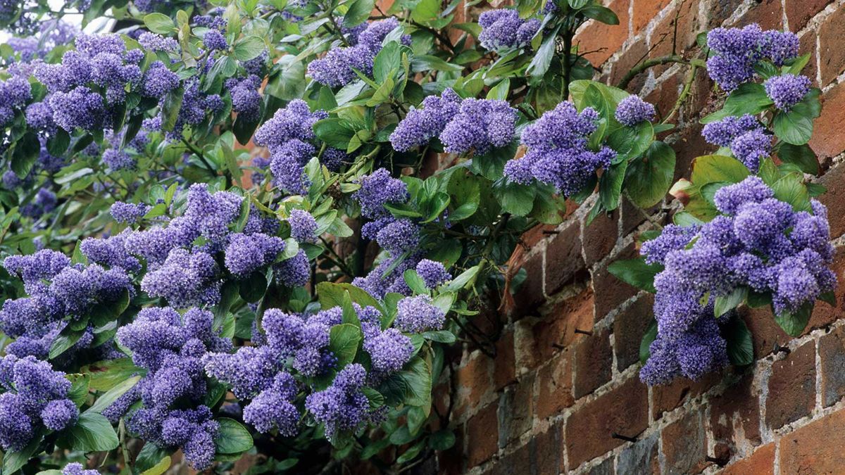 i-want-to-use-plants-to-hide-an-ugly-backyard-wall-what-are-the-best