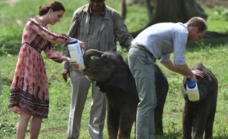 Prince William and Kate Middleton Baby Elephant