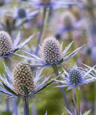 Eryngium bourgatii, sea holly, a prickly perennial bearing violet blue flowerheads above eeply cut blue leaves, with silver veins and markings. From June.