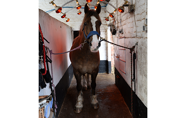 Foxhillfarm Golden Velvet under the solarium at Sarah &amp;amp; Simon Parker's yard at Glebe Farm in Bronington near Whitcurch in Shropshire, UK on the 1st March 2016