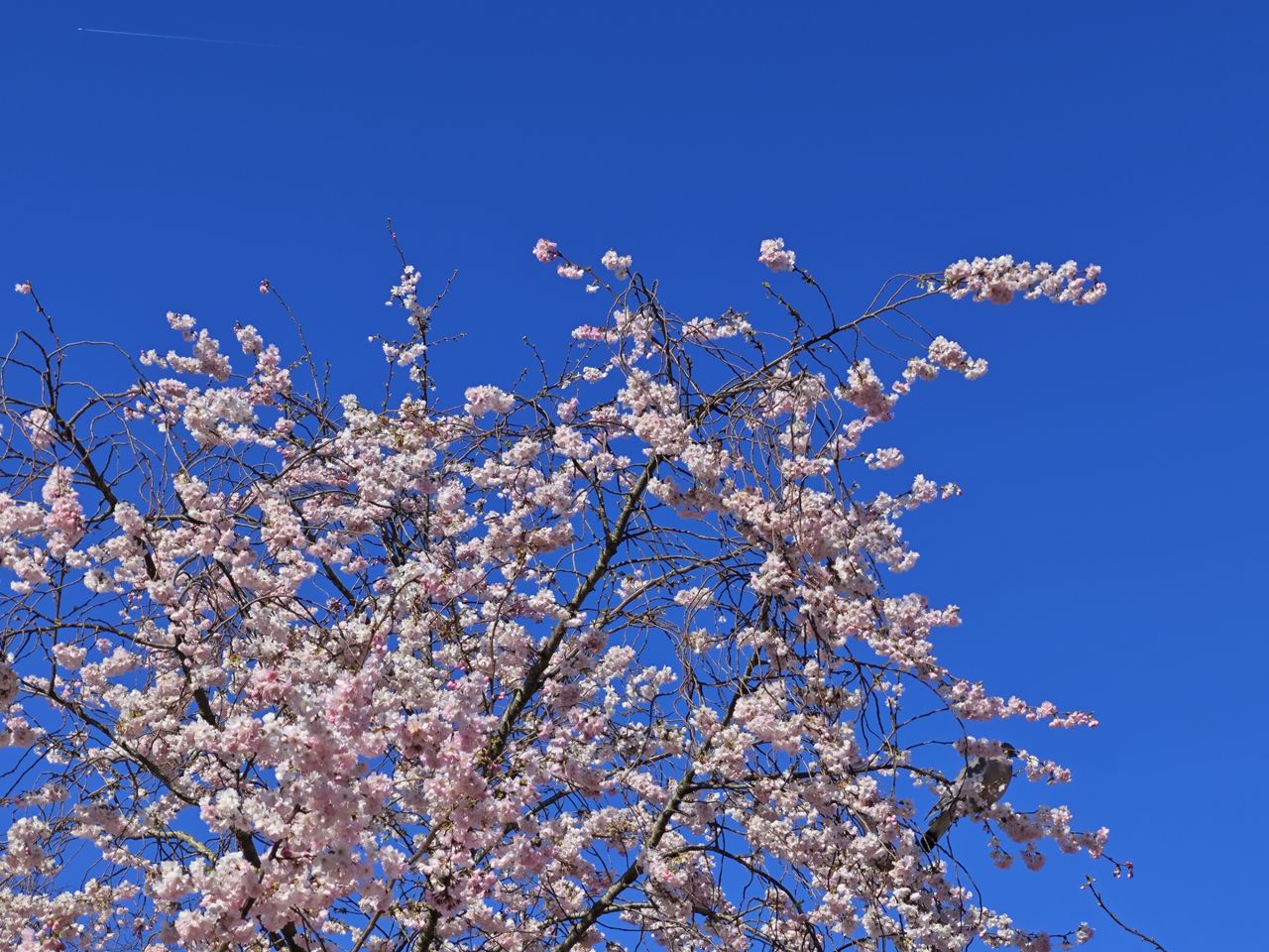 Xiaomi 14 camera
