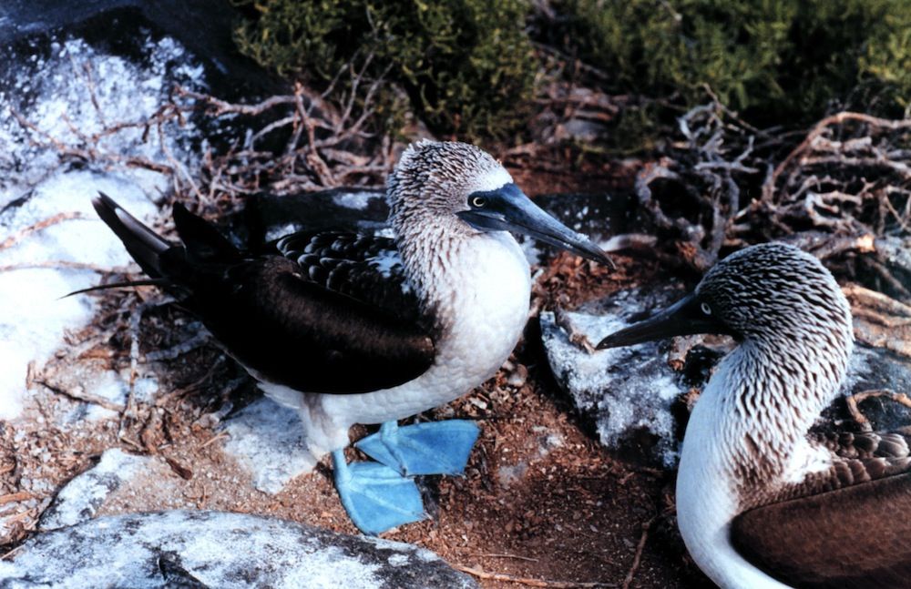 Blue-footed boobies, galapagos