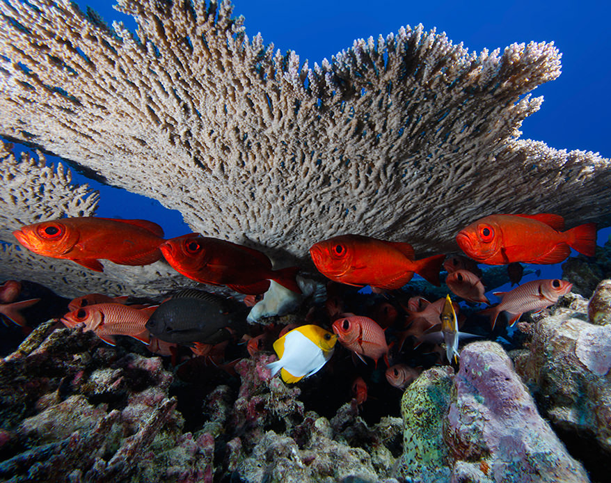 Bigeye at Rapture Reef