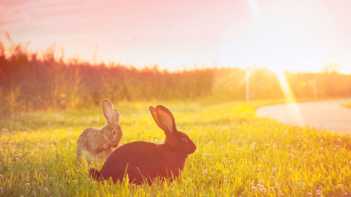 Two rabbits sitting on grass in the sunshine