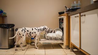 Dog licking plates in dishwasher