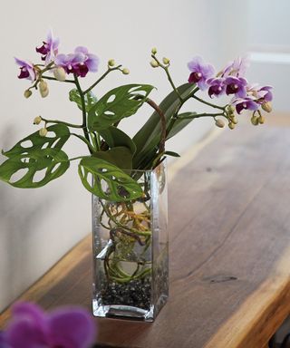 Orchid grown using water culture method, teamed with swiss cheese plant