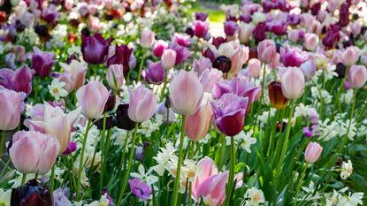 pink tulips