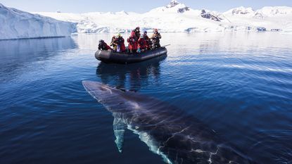 People in a dinghy watching a whale surface