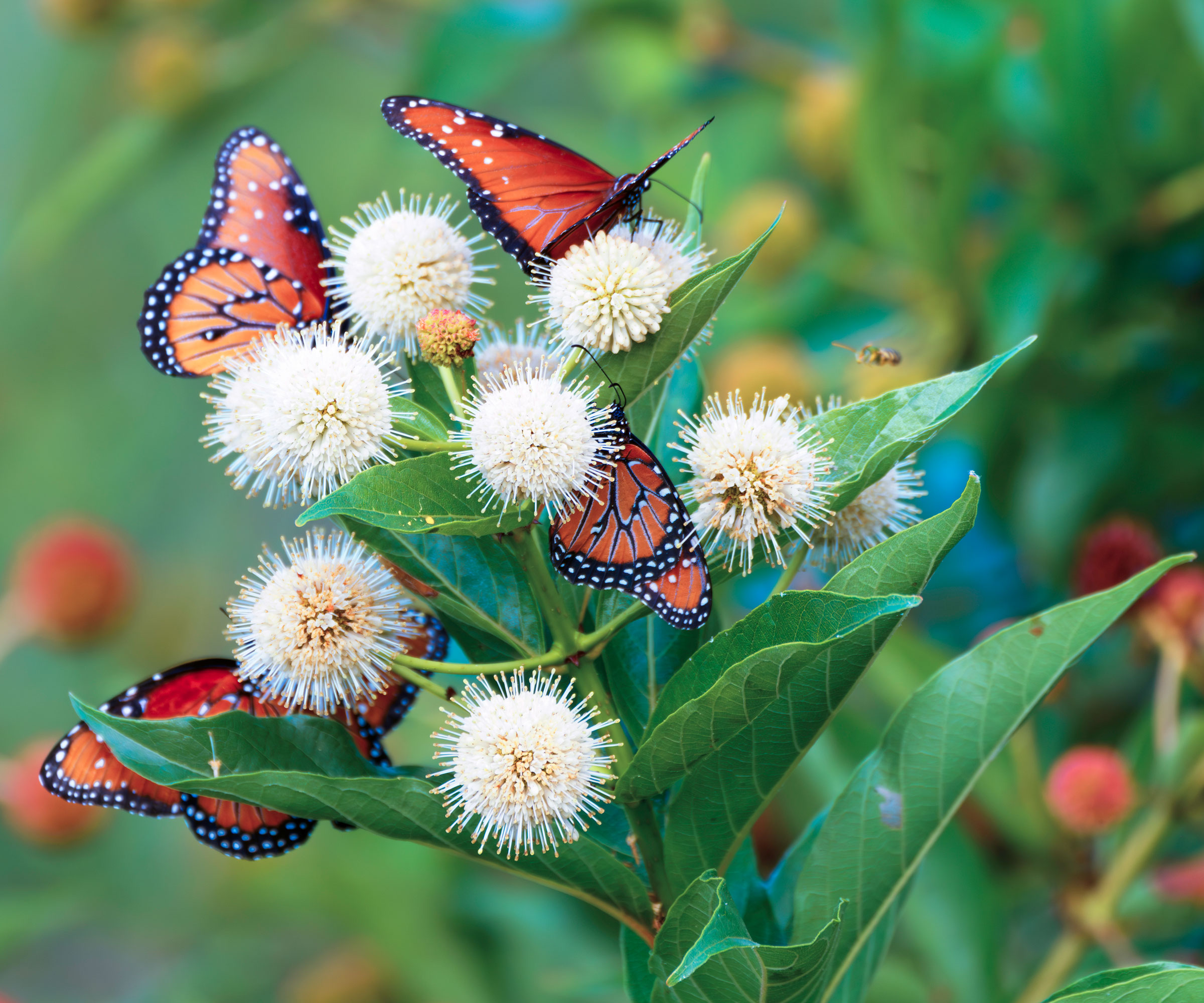buttonbush shrub with white flowerheads and monarch butterflies