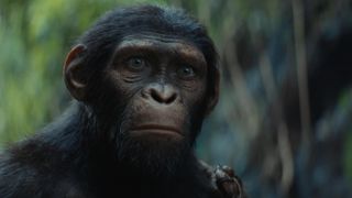 a chimpanzee looks worried while standing in the forest