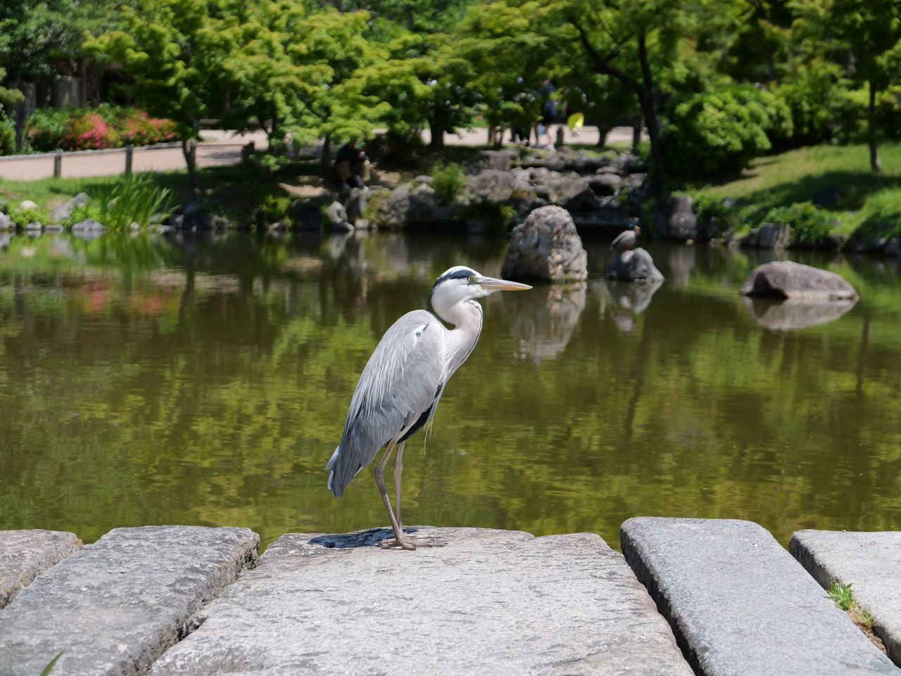 Heron standing on stones beside a pond.