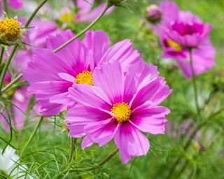 Cosmos bipinnatus 'Sensation Series' in bloom