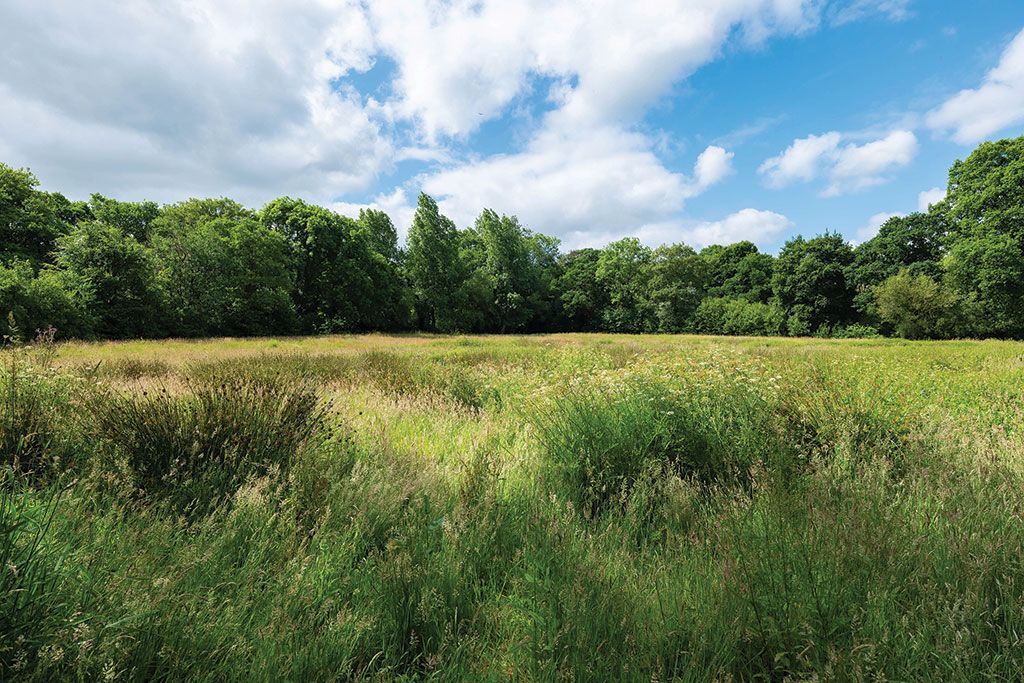 Property for sale with wildlife meadows: West Ruthern Farm, Bodmin, Cornwall.