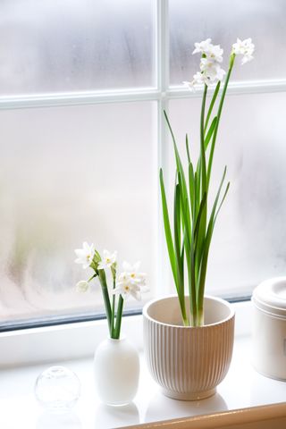 A pair of potted paperwhites