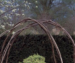 Hazel plant supports with yew hedging behind