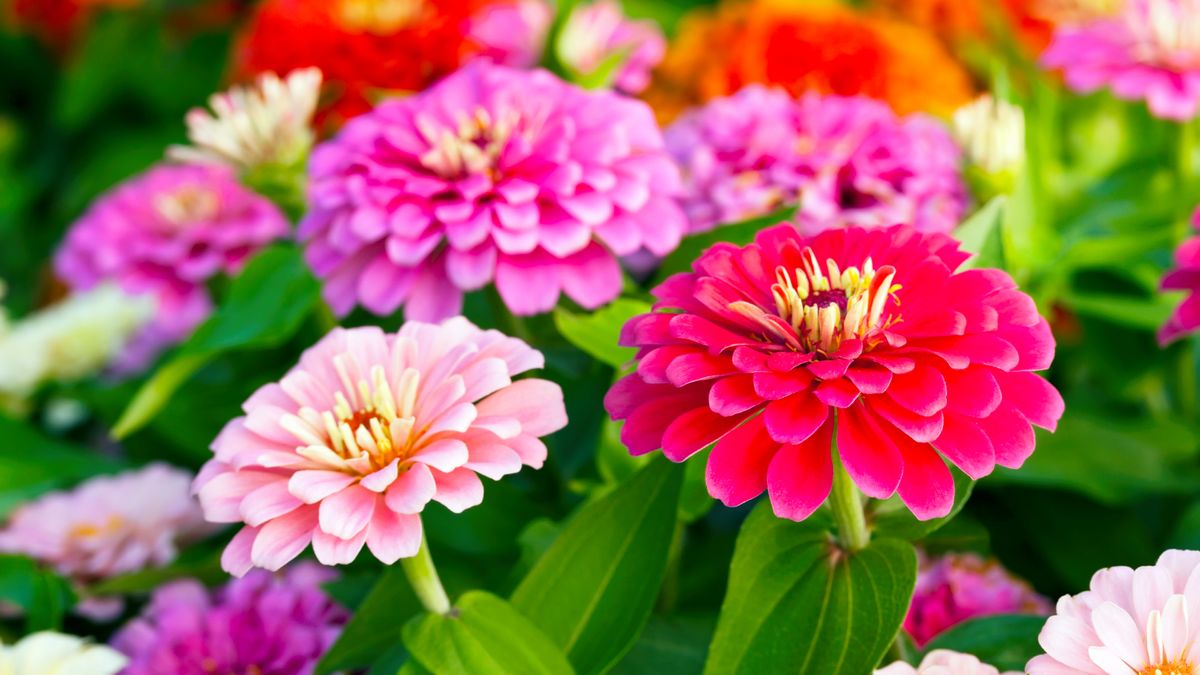 Zinnias: the Sun-Loving Blooms You Can Still Grow in a Heatwave